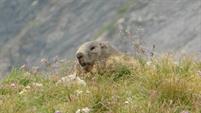 17 Salut la marmotte